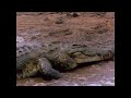 NatGeo - Last Feast of the Crocodiles [Upscaled 1080p]