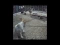 ❤️😹 So Funny! Funniest Cats and Dogs 😆🤣 Funny Animal Videos 2024 #17