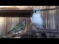 Red Rumped Parrots singing