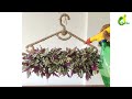Easy Hanging Planter Making With Waste Materials/ Hanging Plant Idea For Home/Plants/ORGANIC GARDEN
