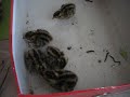 Baby quails (Video 3)