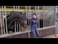 Sad news about Sylke Faya and Pjirkje! While unboxing a nice package | Friesian Horses