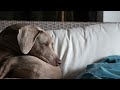 Can Weimaraners be left alone during the day?