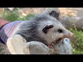 Found a  baby Opossum while feeding squirrels