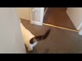 Cats are too smart