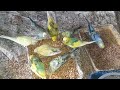 Love Birds Eating Soaked Wheat and Millets 🐦 | Healthy Treats