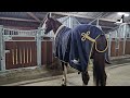 Risey is wearing a blanket for the first time. Grooming and hoof picking. | Friesian Horses