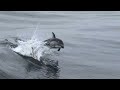 Humpbacks and Pacific White-sided Dolphins at Monterey Bay National Marine Sanctuary