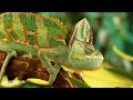 AMAZING COLOR ANIMALS 8K VIDEOS | 🌍 Explore The Majestic Wild Paradise with Soothing Relaxing Music