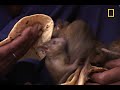 Welcome to the Rat Temple | National Geographic