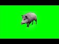 Wild Boar Greenscreen Animation | 2022 | No Copyright