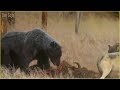 Terrifying Bear Encounters EVER Caught On Camera !!