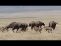 Cape buffalo protecting young from hyena