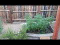 Outdoor Cannabis grow SoCal 2022 vol 4