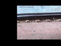 Animation study reference - Millipede