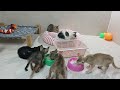 YOU LAUGH YOU LOSE🐶Best Funny Animals Video 2024😪🐶