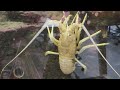 Spiny rock lobster navigates a rock wall surface