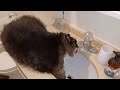 30 lb Cat Drinking Water From the Bathroom Sink