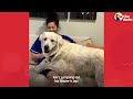 No One Could Catch this Giant Stray Great Pyrenees Until... | The Dodo