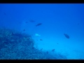 View from Atlantis tourist submarine, Kona HI