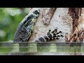 Goanna Sounds - Hissing calls from a Lace Monitor