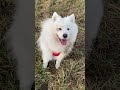 Things You Give Up When You Get A Samoyed