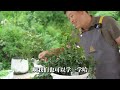 牙签苗种植日记，入夏前的花后修剪【天狼说月季】