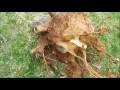 Tree Stump Removal