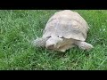 Desert Tortoise Enjoying Some Grass 🍃 🐢