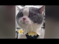 😸 Laugh Uncontrollably! Best Funny Cat Videos 2024 😍😍 Best Funny Animals 2024 🐱
