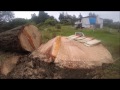 Cutting down a big leaning tree, WHAT! BACK CUT FIRST.