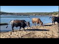 vlogs de passeios e observando os animais 👍👍