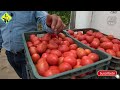 Jitomate o Tomate Saladette de invernadero | Tratamiento de la tierra | Podas | Sistema de riego