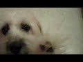 Meet Annie, The Hungry Beadie Border Terrier...ish Mutt