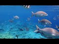 [NEW] 11HRS Stunning 4K Underwater Wonders - Relaxing Music Coral Reefs, Fish & Colorful Sea Life