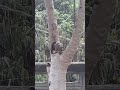 A squirrel eating banana on a papaya tree