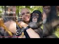 Welcome Very Intelligent Newborn Baby CHIMPANZEE