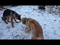 Golden Retriever and German Shepherd. Brothers playing Tug of war.