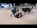 three cute dogs funny  from a baisin. A beautiful moment #funny- #shorts,#cute, #dog