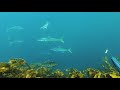 SPEARFISHING TIPS - Attracting Kingfish