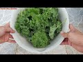 Cách trồng cải kale xứ nóng phát triển tốt | How to grow kale in container at home