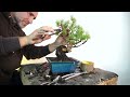 Pentaphilla pine bonsai styling