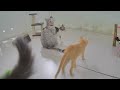 🤣 Funny Dog And Cat Videos 🤣 Funny Animal Moments 🤣