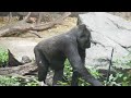 Silverback Gorilla Cuddles Up To His Son | The Haoko's Group - Shabani's Sibling