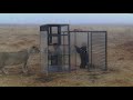Human cage lion experience - you have to experience this!