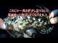 🎣宮島対岸の波止で桜鯛が釣れてます。Cherry sea bream is caught at on the other side of Miyajima.