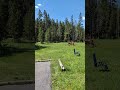 Elk driveby