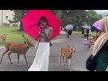 奈良の鹿にビックリする外国人観光客🦌Nara Park Japan🇯🇵