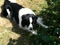 Ted border collie getting angry with his ball