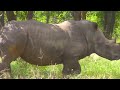 4K Safari Animals : Odzala-Kokoua National Park  - Scenic Wildl Film And Relaxing Music